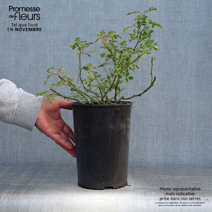 Exemplaar van Rosa Kew Rambler - Ramblerroos Pot van 4 l/5 l zoals geleverd in de herfst