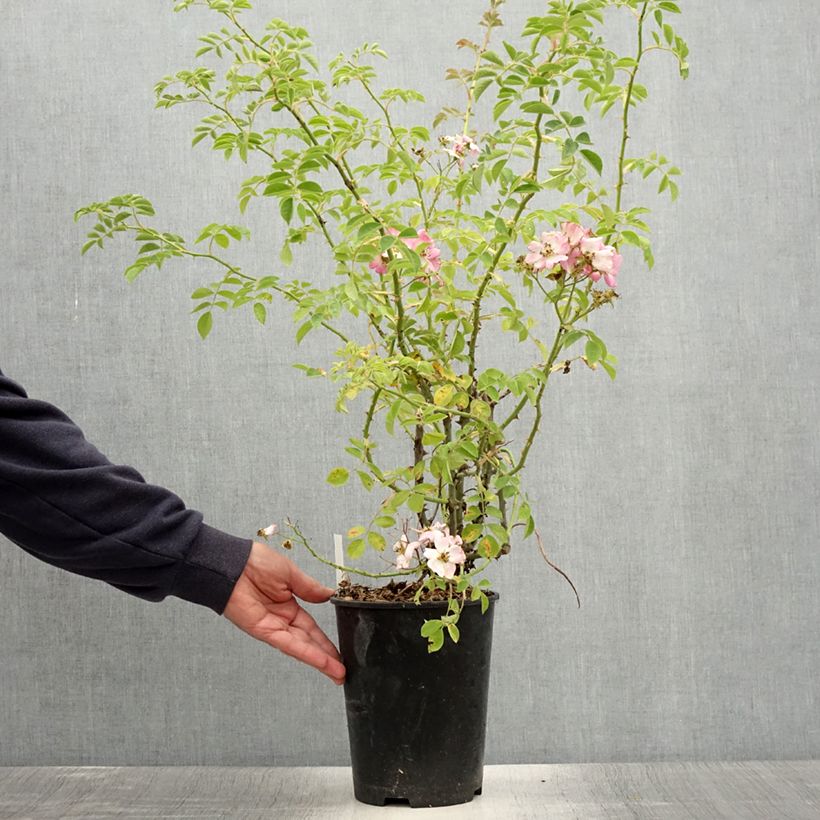 Exemplaar van Rosa Kew Rambler - Ramblerroos Pot van 4 l/5 l zoals geleverd in de zomer