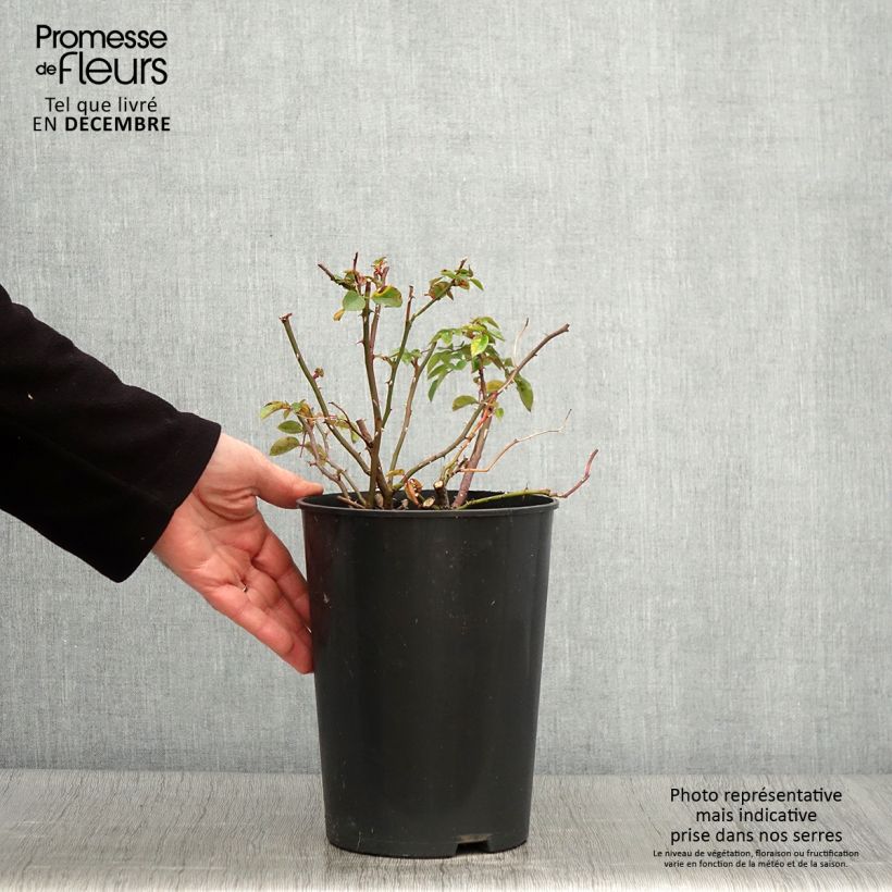 Exemplaar van Rosa Paul Noel - Ramblerroos Pot van 4 l/5 l zoals geleverd in de herfst
