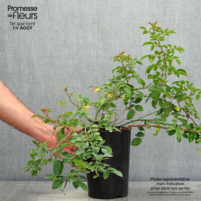 Exemplaar van Rosa Paul Noel - Ramblerroos Pot van 4 l/5 l zoals geleverd in de zomer