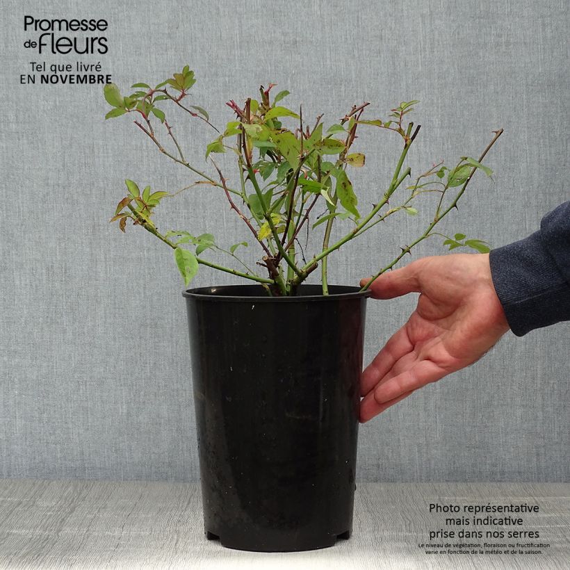 Exemplaar van Rosa Paul's Himalayan Musk - Ramblerroos Pot van 4 l/5 l zoals geleverd in de herfst