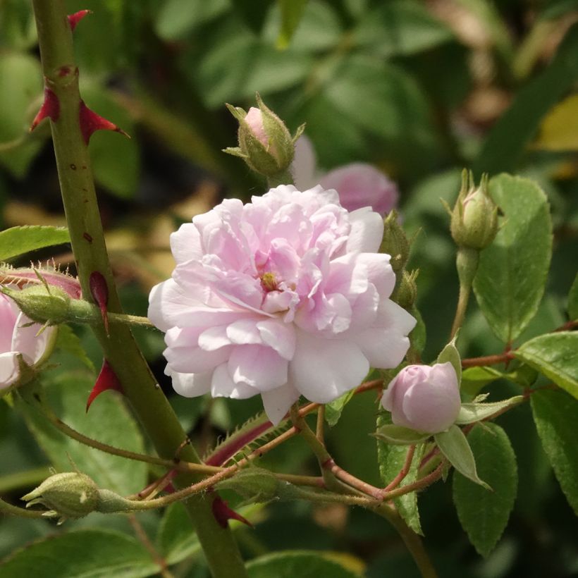 Rosa Paul's Himalayan Musk - Ramblerroos (Bloei)