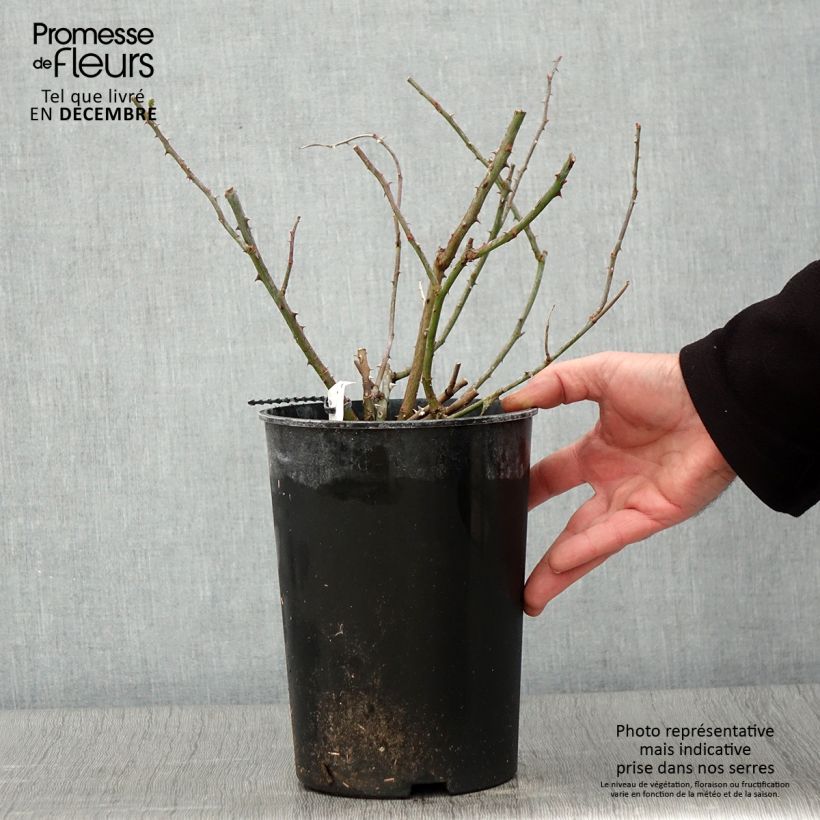 Exemplaar van Rosa Rambling Rector - Ramblerroos Pot van 4 l/5 l zoals geleverd in de herfst