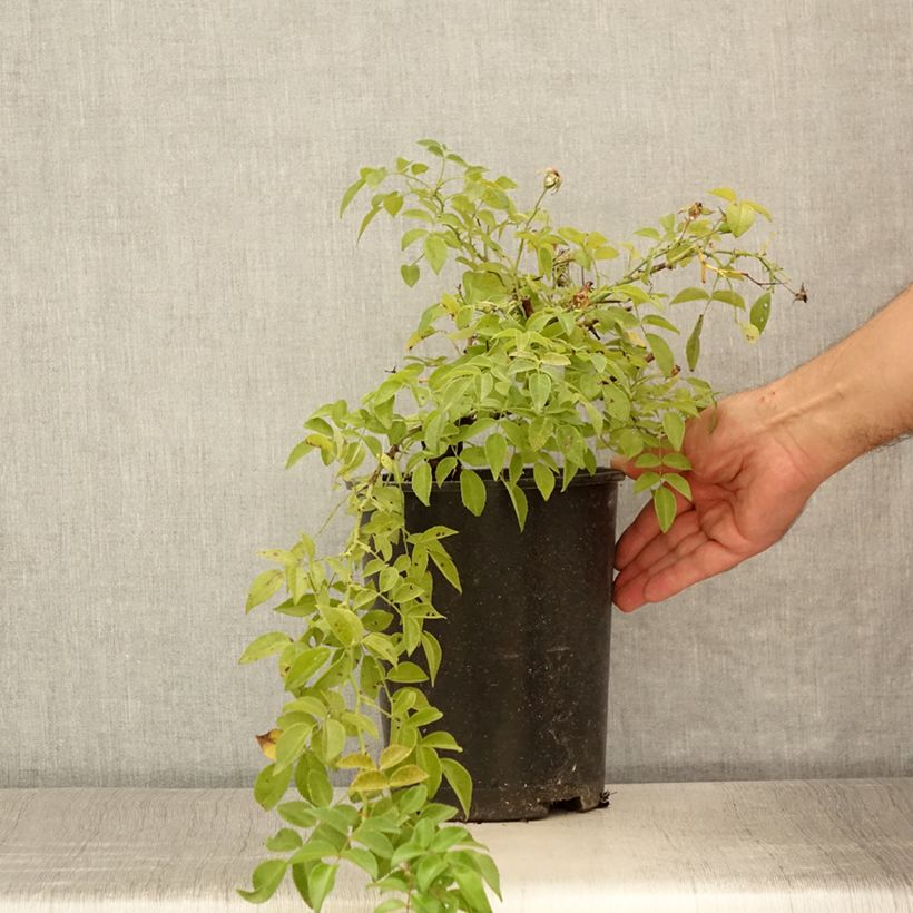 Exemplaar van Rosa Sanders White Rambler - Ramblerroos Pot van 4 l/5 l zoals geleverd in de zomer