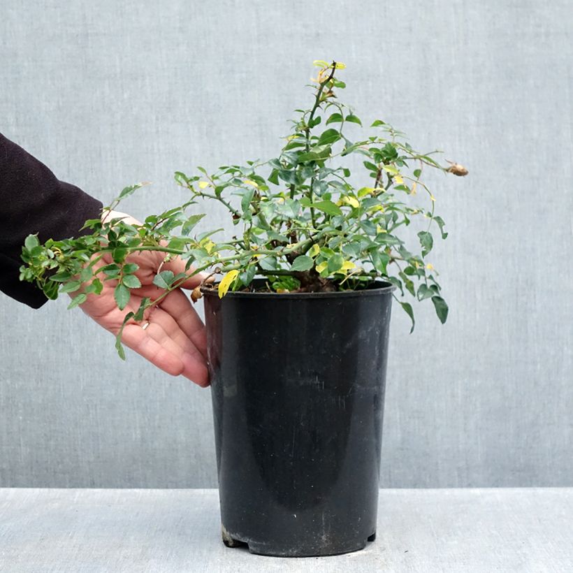 Exemplaar van Rosa Sanders White Rambler - Ramblerroos Pot van 4 l/5 l zoals geleverd in de herfst