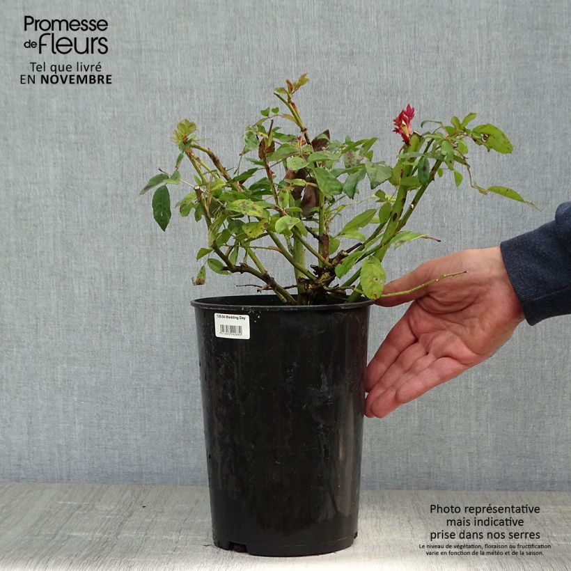 Exemplaar van Rosa Wedding Day - Ramblerroos Pot van 4 l/5 l zoals geleverd in de herfst