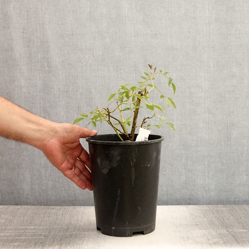 Exemplaar van Rosa Wedding Day - Ramblerroos Pot van 4 l/5 l zoals geleverd in de zomer