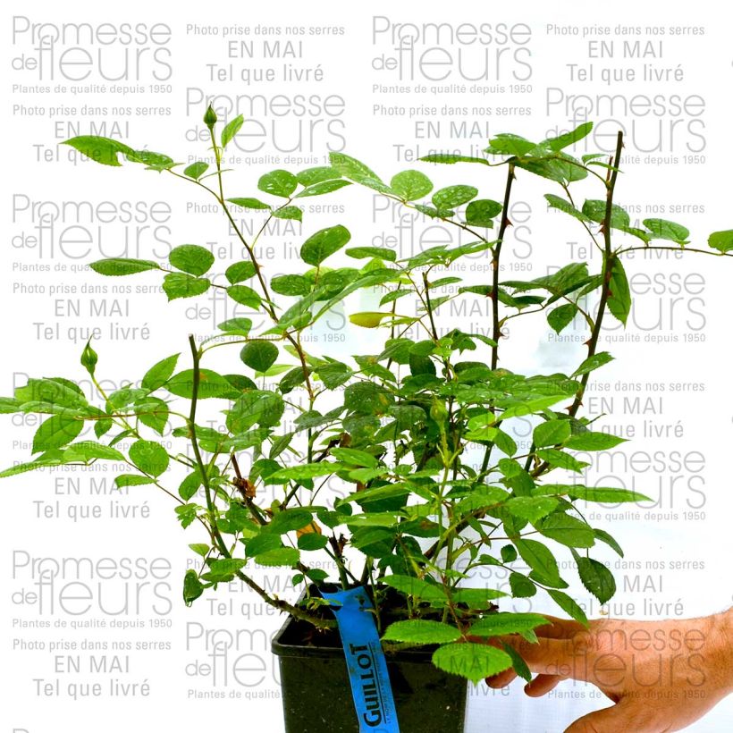 Voorbeeld van een exemplaar van Rosa Generosa® Marc-Antoine Charpentier - Struikroos Pot van 4 l/5 l zoals geleverd