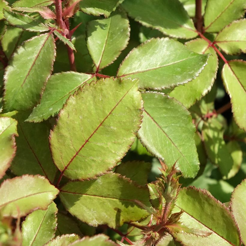 Rosa Pink Chantilly - Landschapsroos (Blad)