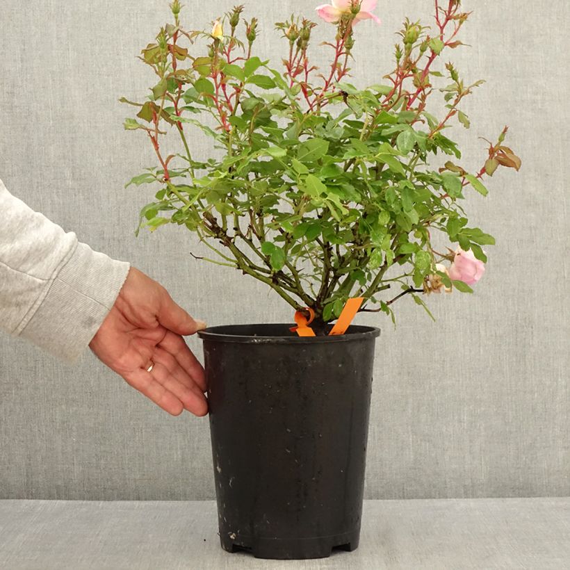 Exemplaar van Rosa Pink Chantilly - Landschapsroos Pot van 4 l/5 l zoals geleverd in de zomer