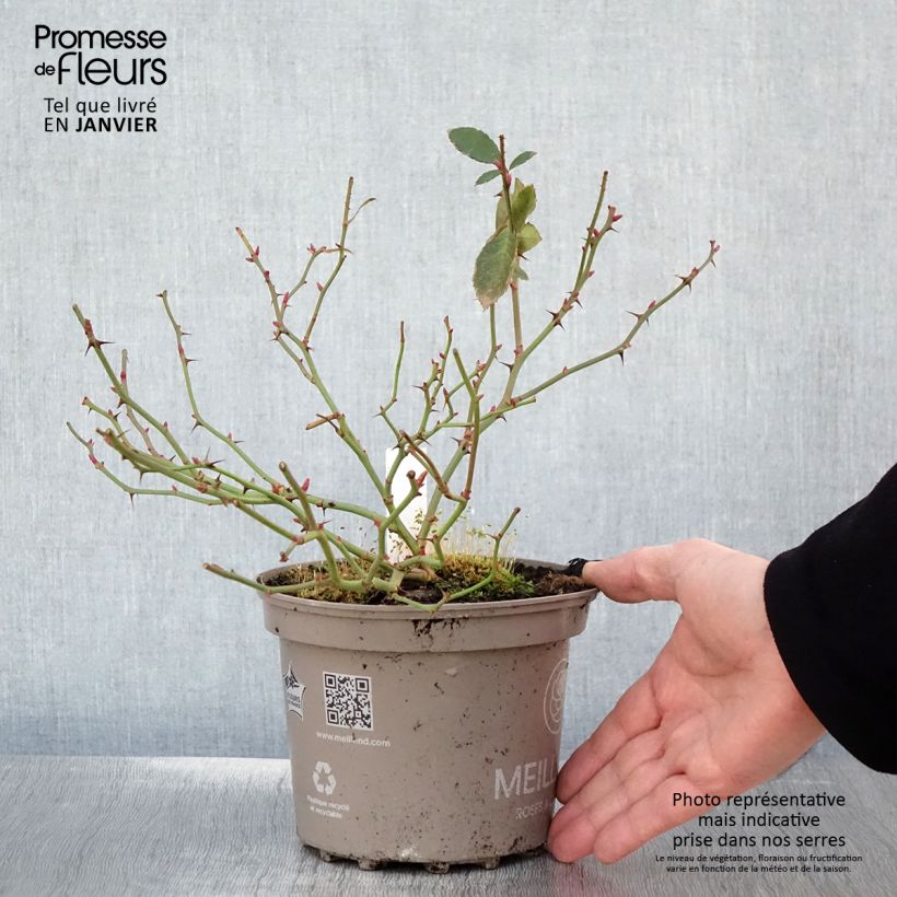 Exemplaar van Rosier Meillandecor Pink Chantilly Meilevire Pot de 4L/5L zoals geleverd in de winter