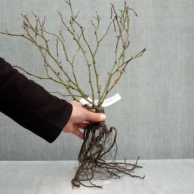 Exemplaar van Rosa Pink Chantilly - Landschapsroos Naakte wortel zoals geleverd in de winter