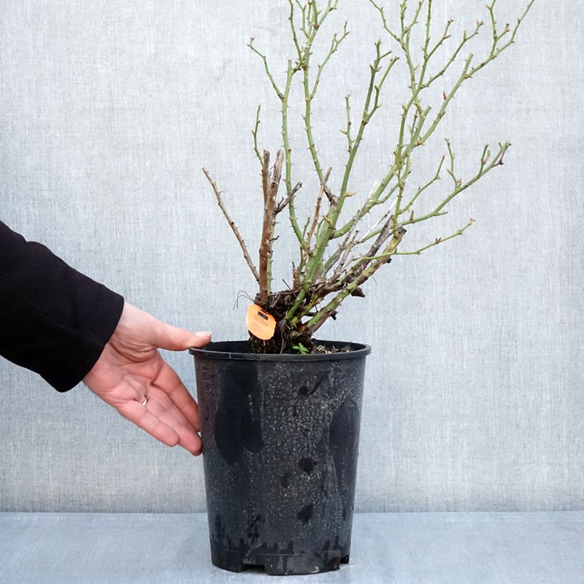 Example of Rosa Belle Symphonie - Miniatuurroos Pot van 4 l/5 l as you get in hiver