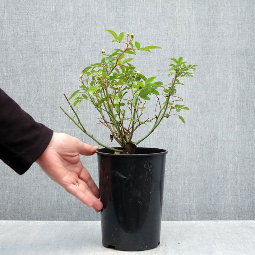 Exemplaar van Rosa Orange Morsdag - Miniatuurroos Pot van 3 l/4 l zoals geleverd in de herfst