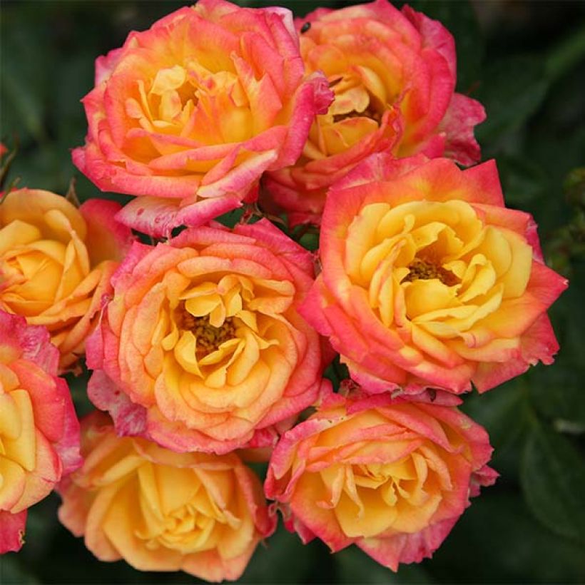 Rosa Little Sunset - Patioroos (Flowering)