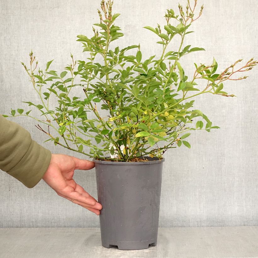 Exemplaar van Rosa Ma Fille Sara - Miniatuurroos Pot van 4 l/5 l zoals geleverd in de lente