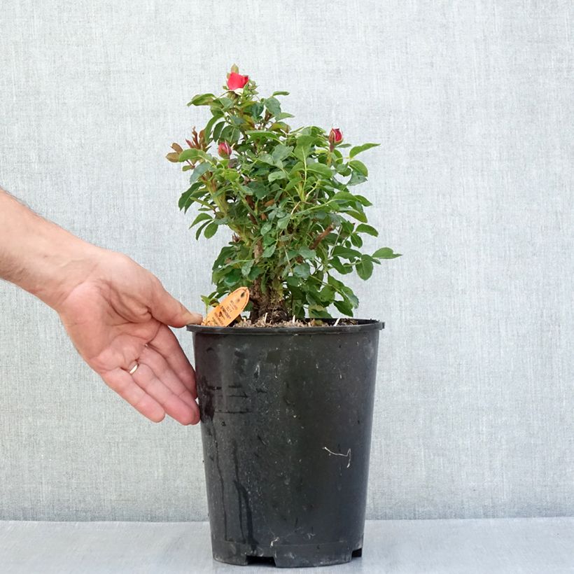 Example of Rosa Tilt Symphonie - Miniatuurroos Pot van 4 l/5 l as you get in ete