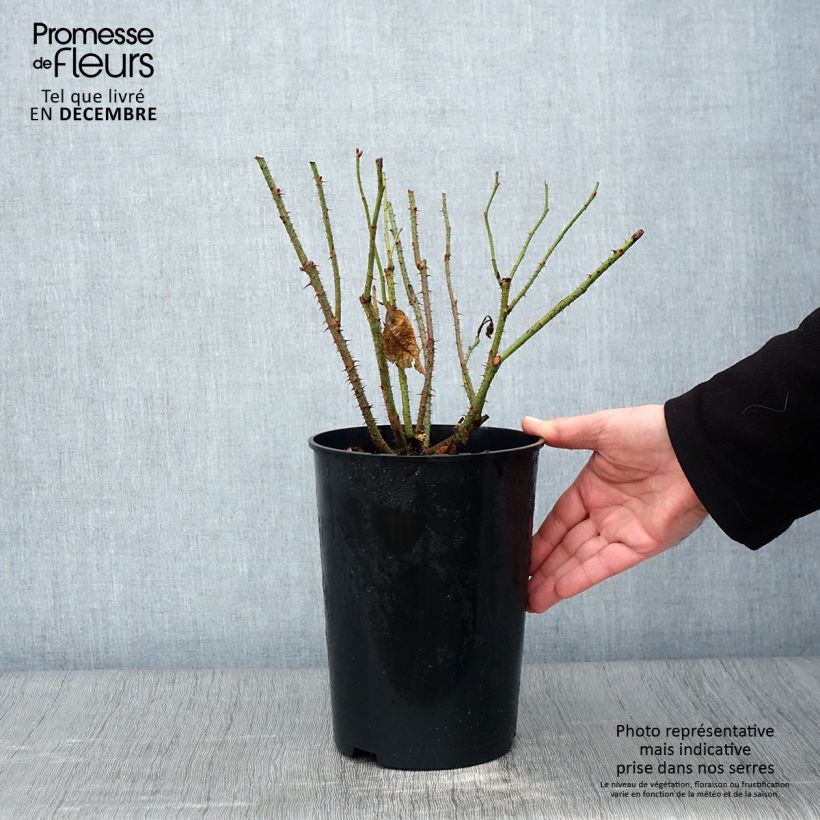 Exemplaar van Rosa Mme Boll - Historische roos Pot van 4 l/5 l zoals geleverd in de herfst