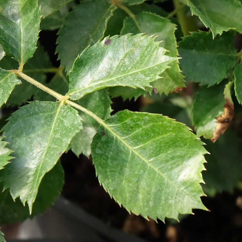 Rosa Aria Babylon Eyes - Struikroos (Blad)