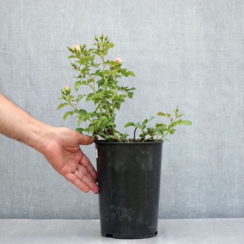 Exemplaar van Rosa Aria Babylon Eyes - Struikroos Pot van 4 l/5 l zoals geleverd in de zomer