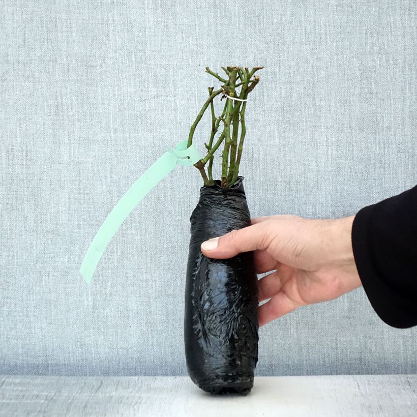 Exemplaar van Rosa Aria Babylon Eyes - Struikroos In kluit zoals geleverd in de winter