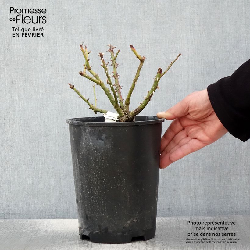 Exemplaar van Rosa Bordure Vive - Patioroos Pot van 4 l/5 l zoals geleverd in de winter