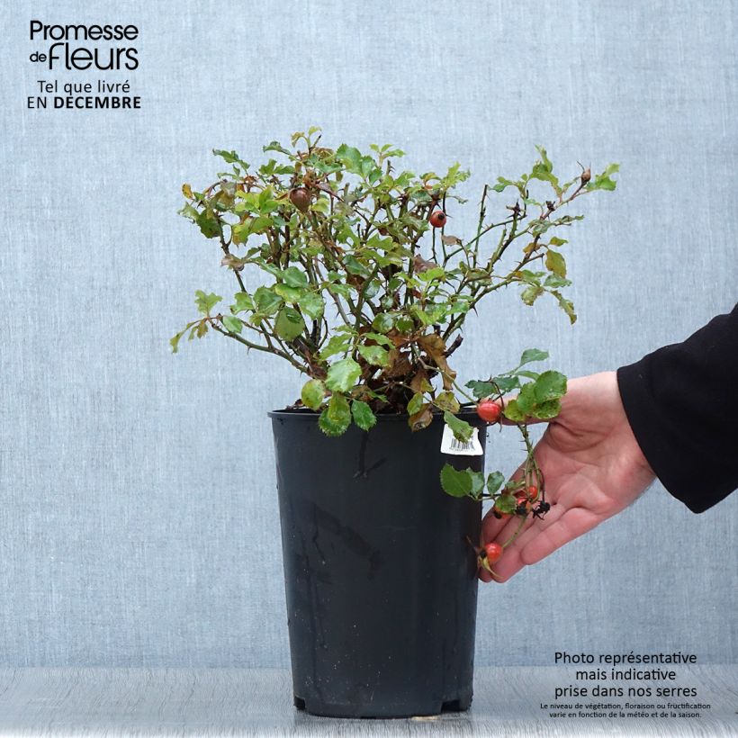 Exemplaar van Rosa Cream Babylon Eyes - Struikroos Pot van 4 l/5 l zoals geleverd in de herfst