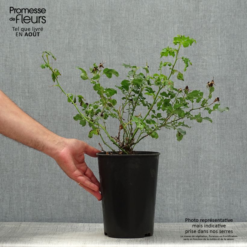 Exemplaar van Rosa Cream Babylon Eyes - Struikroos Pot van 4 l/5 l zoals geleverd in de zomer