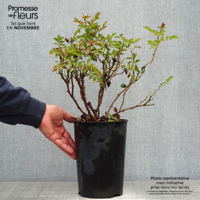 Exemplaar van Rosa Fancy Babylon Eyes - Struikroos Pot van 4 l/5 l zoals geleverd in de herfst