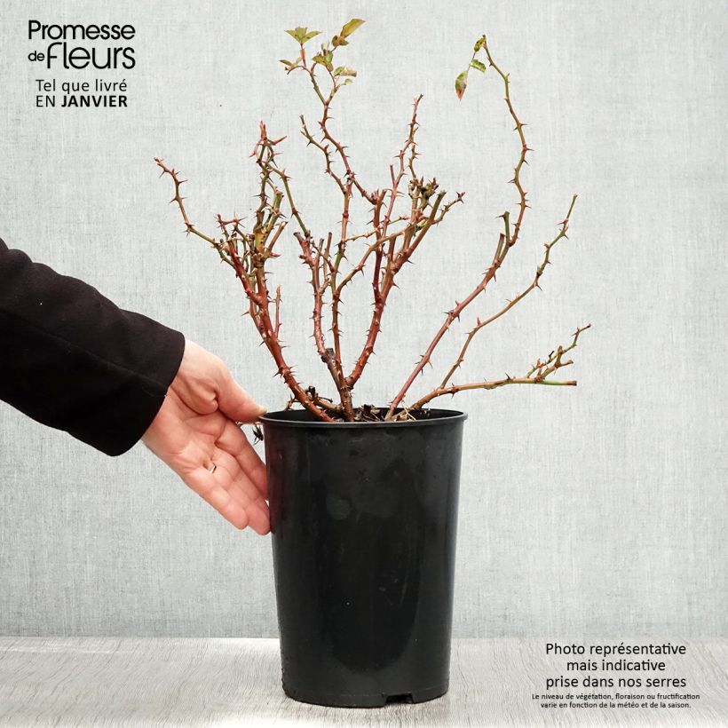 Example of Rosa Fancy Babylon Eyes - Struikroos Pot van 4 l/5 l as you get in hiver