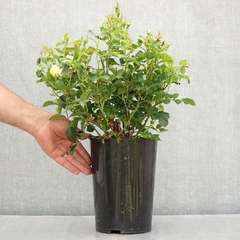 Exemplaar van Rosa Glorious Babylon Eyes - Struikroos Pot van 4 l/5 l zoals geleverd in de zomer