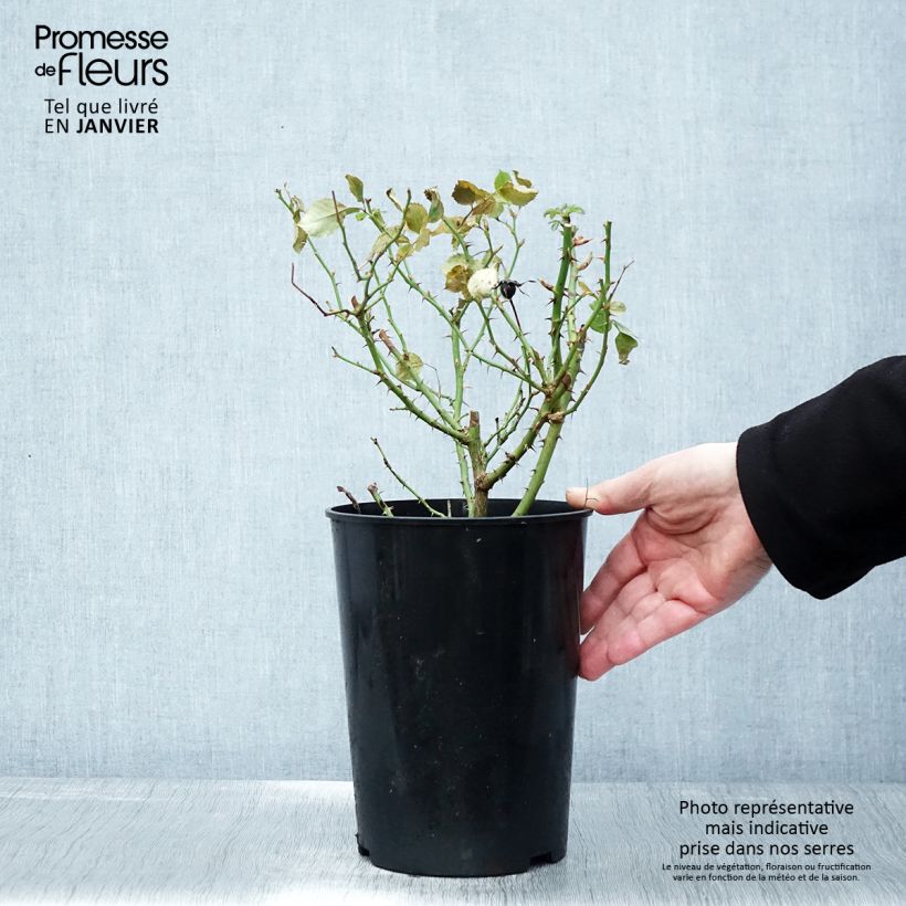 Exemplaar van Rosa Glorious Babylon Eyes - Struikroos Pot van 4 l/5 l zoals geleverd in de winter