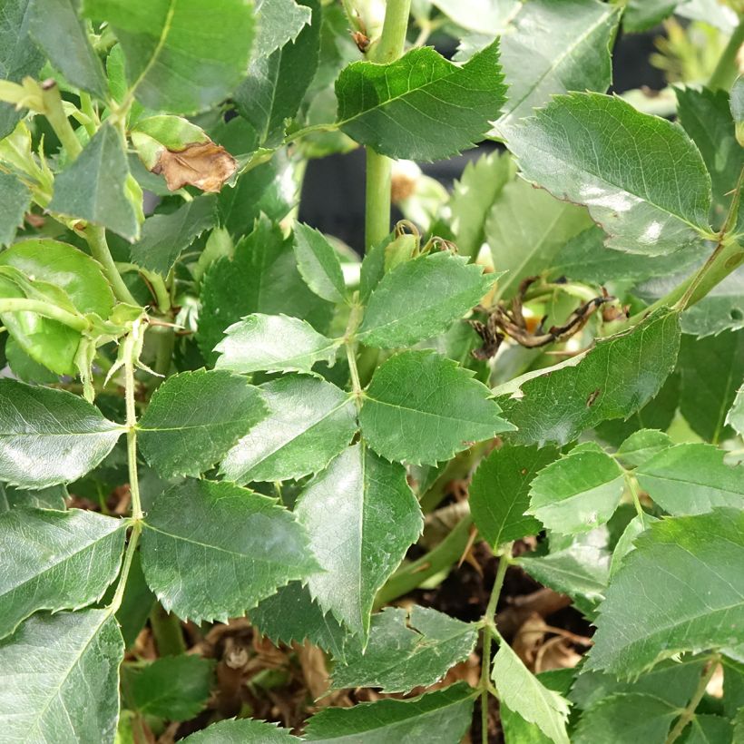 Rosa Glorious Babylon Eyes - Struikroos (Blad)