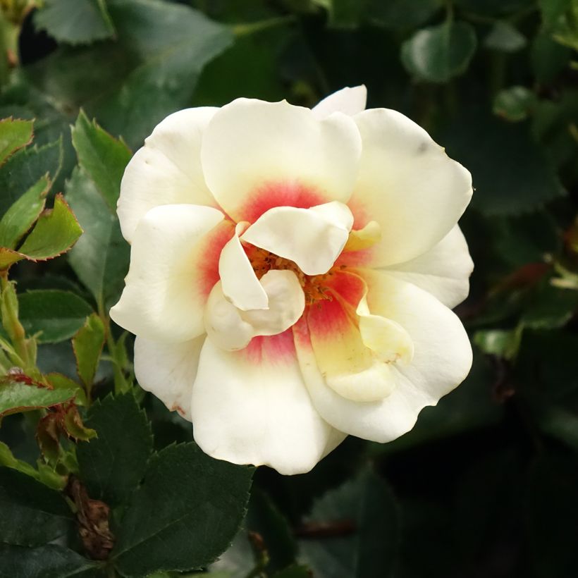 Rosa Glorious Babylon Eyes - Struikroos (Bloei)