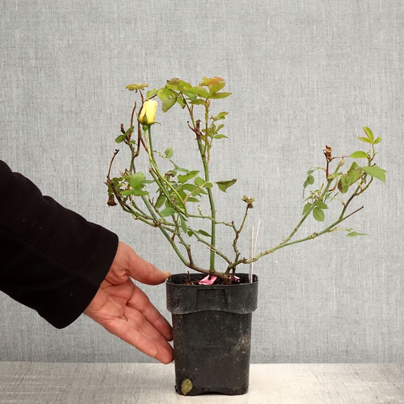 Exemplaar van Rosa Lemon Fizz - Patioroos Pot van 10 cm/11 cm zoals geleverd in de lente