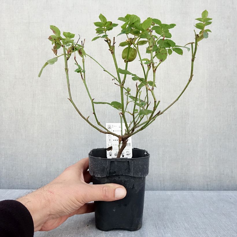 Exemplaar van Rosa Lemon Fizz - Patioroos Pot van 10 cm/11 cm zoals geleverd in de herfst