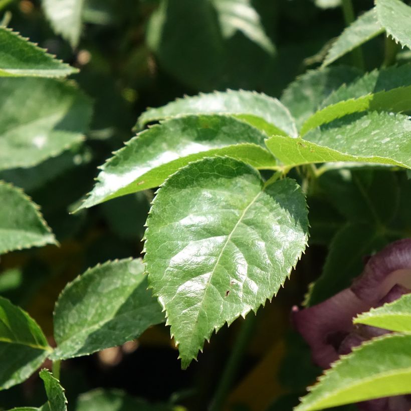Rosa Lemon Fizz - Patioroos (Blad)