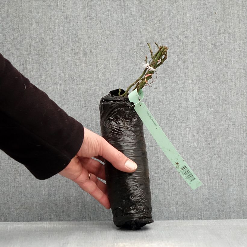 Exemplaar van Rosa Roxy - Patioroos In kluit zoals geleverd in de winter