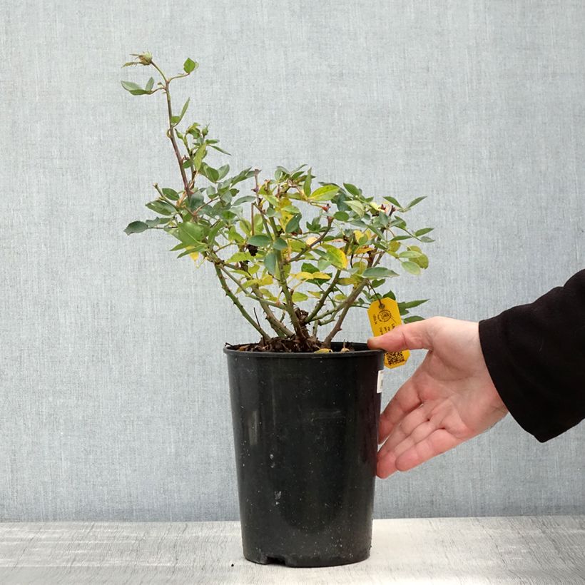 Exemplaar van Rosa Little Sunset - Patioroos Pot van 3 l/4 l zoals geleverd in de herfst