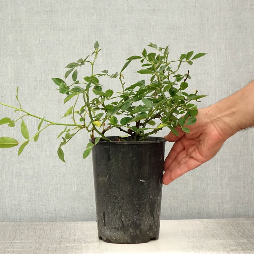 Exemplaar van Rosa Little Sunset - Patioroos Pot van 3 l/4 l zoals geleverd in de zomer