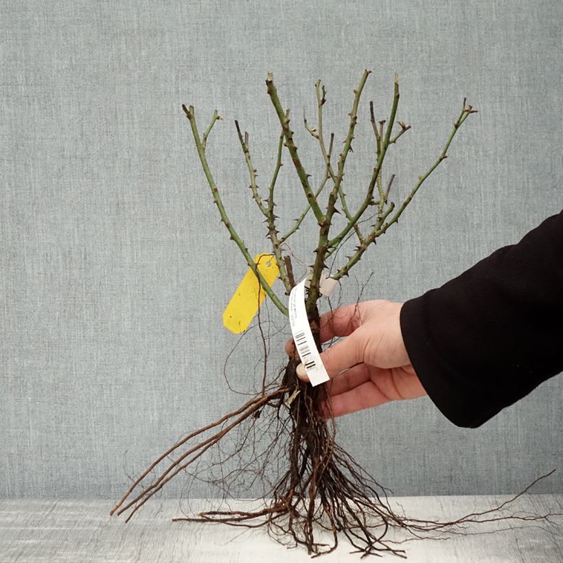 Example of Rosa Little Sunset - Patioroos Naakte wortel as you get in hiver