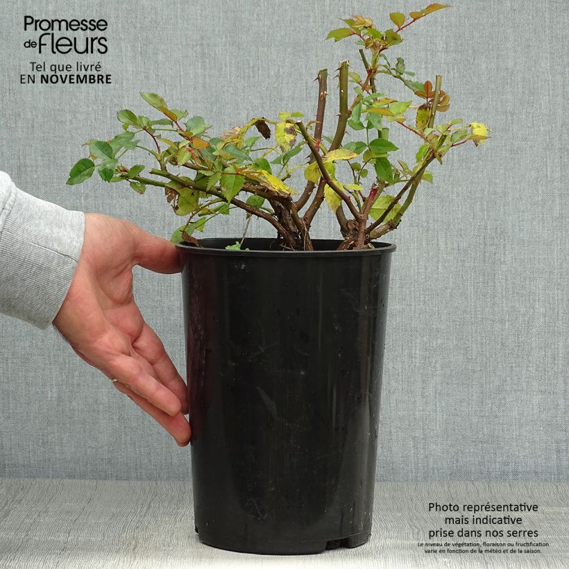 Exemplaar van Rosa Maestro Babylon Eyes - Struikroos Pot van 4 l/5 l zoals geleverd in de herfst