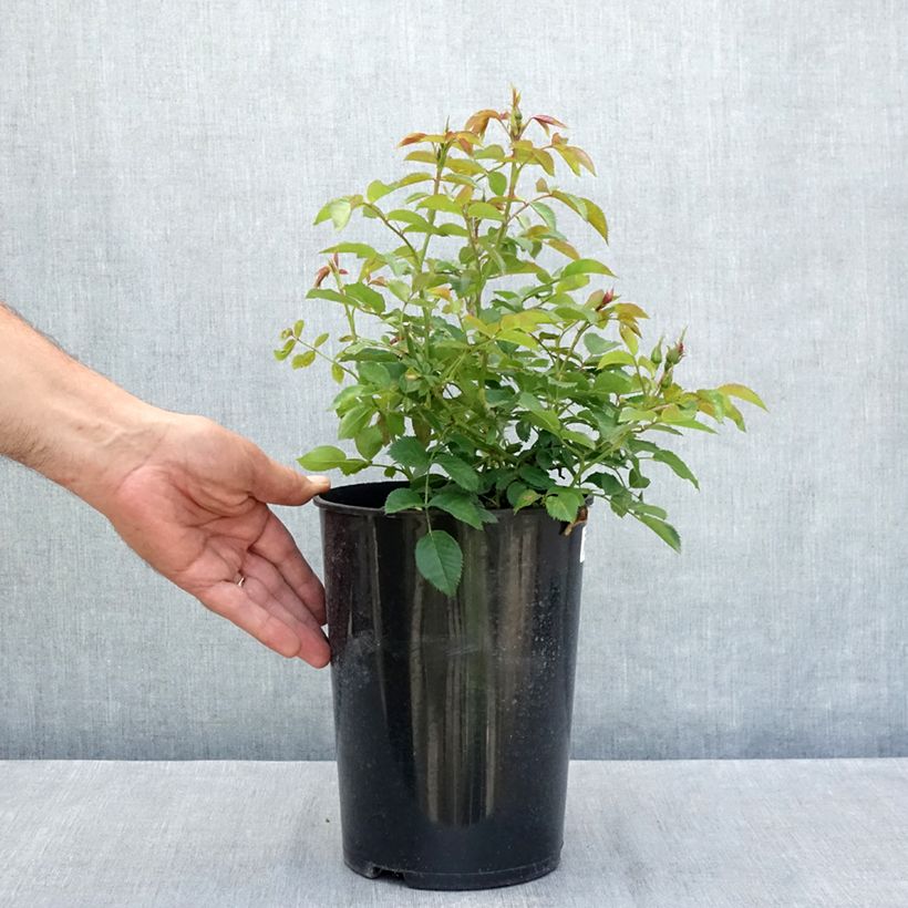 Exemplaar van Rosa Maestro Babylon Eyes - Struikroos Pot van 4 l/5 l zoals geleverd in de zomer