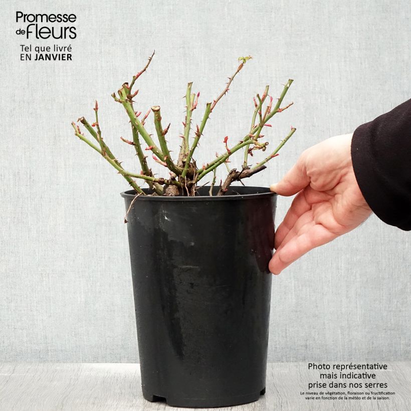 Exemplaar van Rosa Maestro Babylon Eyes - Struikroos Pot van 4 l/5 l zoals geleverd in de winter