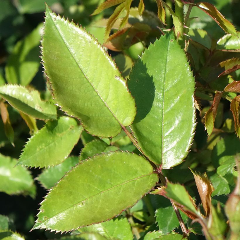Rosa Maestro Babylon Eyes - Struikroos (Blad)