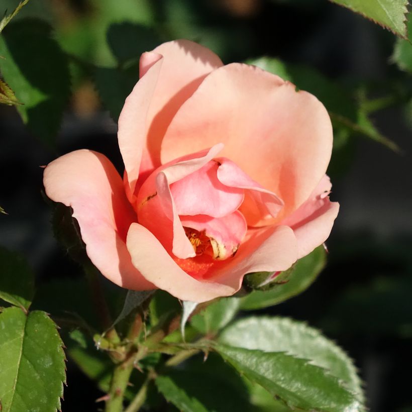 Rosa Maestro Babylon Eyes - Struikroos (Bloei)