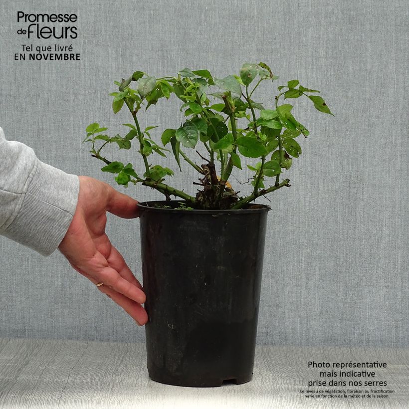 Exemplaar van Rosa Lemon Fizz - Patioroos Pot van 3 l/4 l zoals geleverd in de herfst