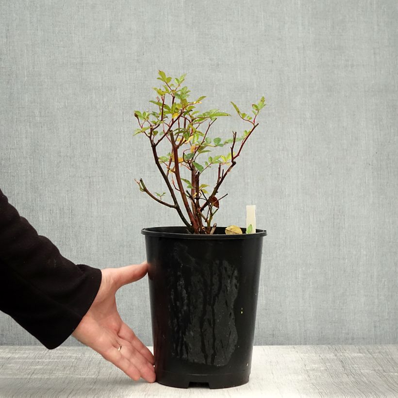 Exemplaar van Rosa Koster Orange - Miniatuurroos Pot van 3 l/4 l zoals geleverd in de herfst