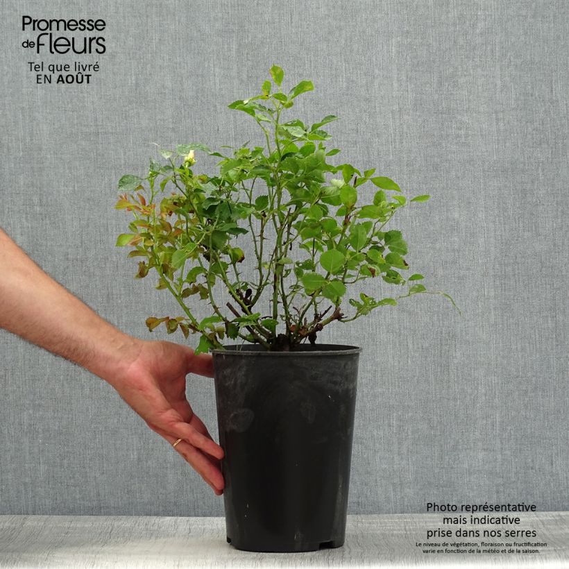 Exemplaar van Rosa Pastel Babylon Eyes - Struikroos Pot van 4 l/5 l zoals geleverd in de zomer