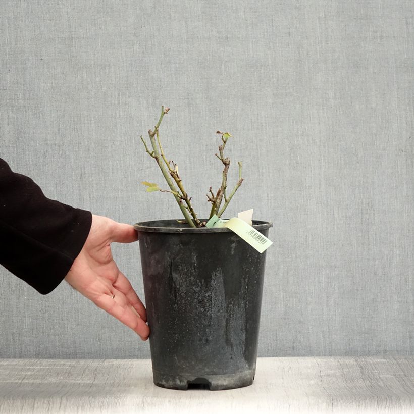 Exemplaar van Rosa Princess of Wales - Trosroos Pot van 3 l/4 l zoals geleverd in de winter